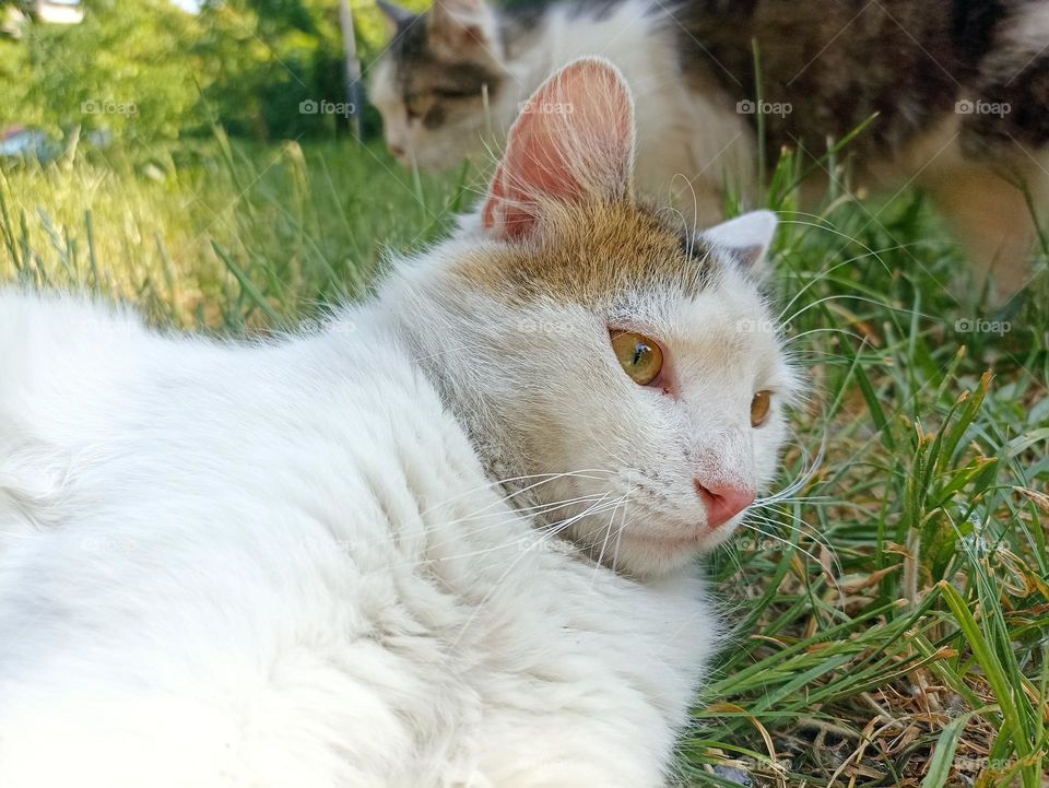 White fluffy male cat close-up. Animal photography