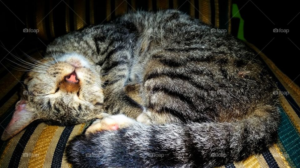 sleeping cat on the chair