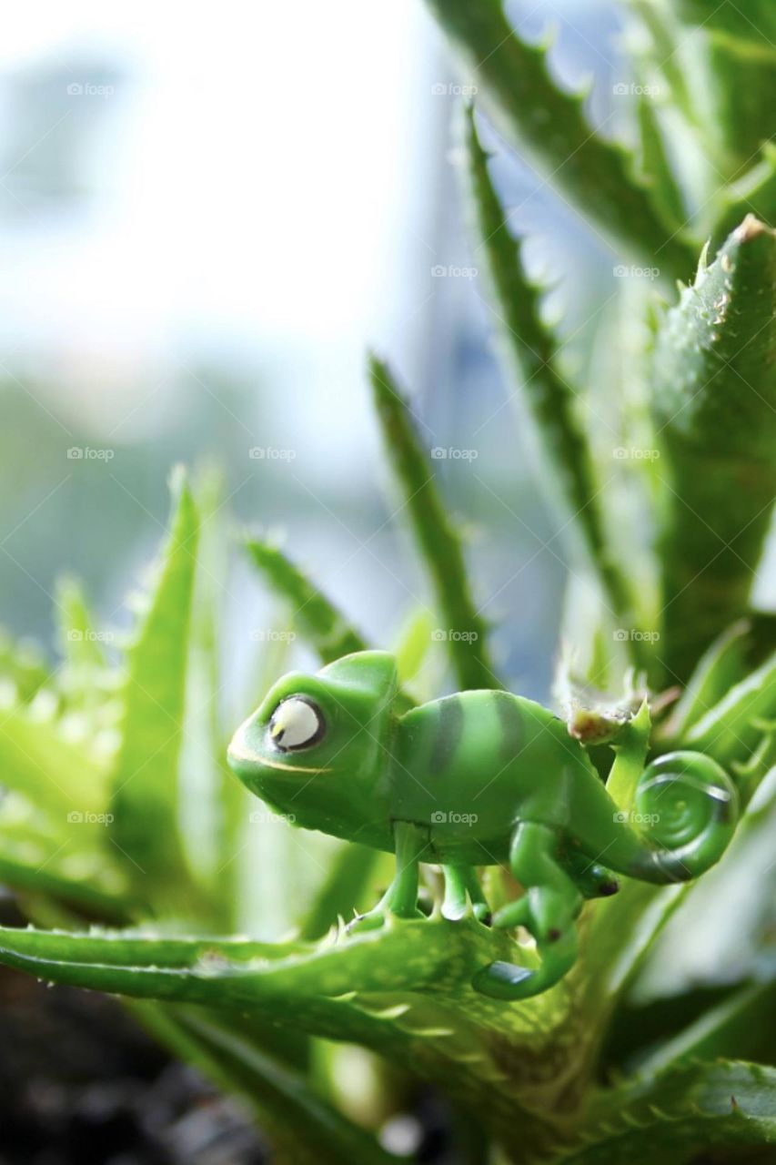 Miniature of a green chameleon