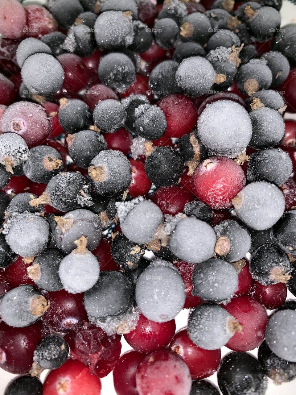 useful and vitamin berries of black currant and cranberry frozen for the winter