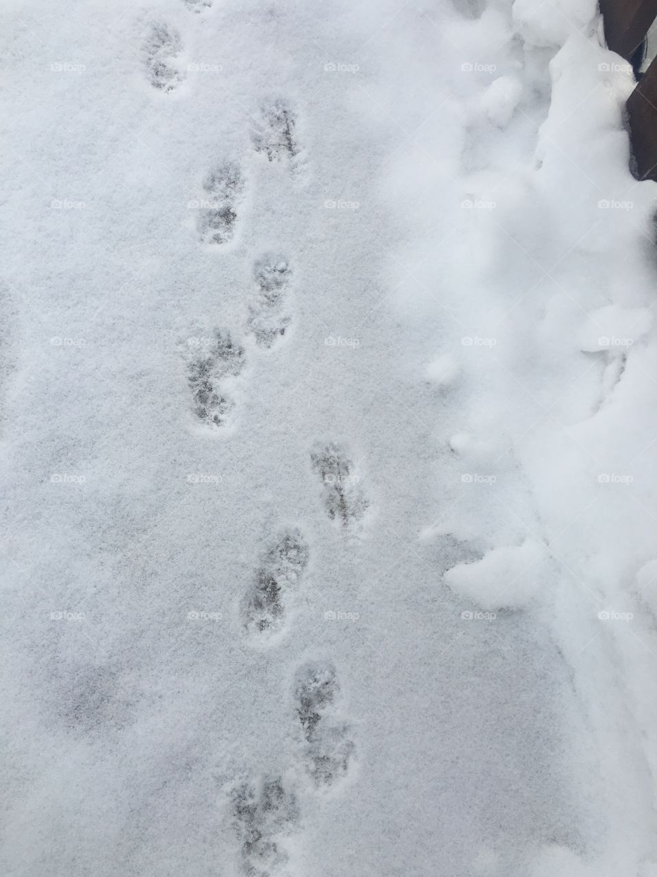 Snow prints