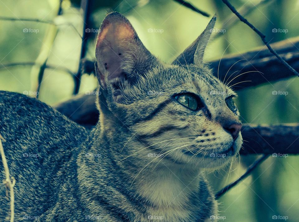 Egyptian mau  - cat