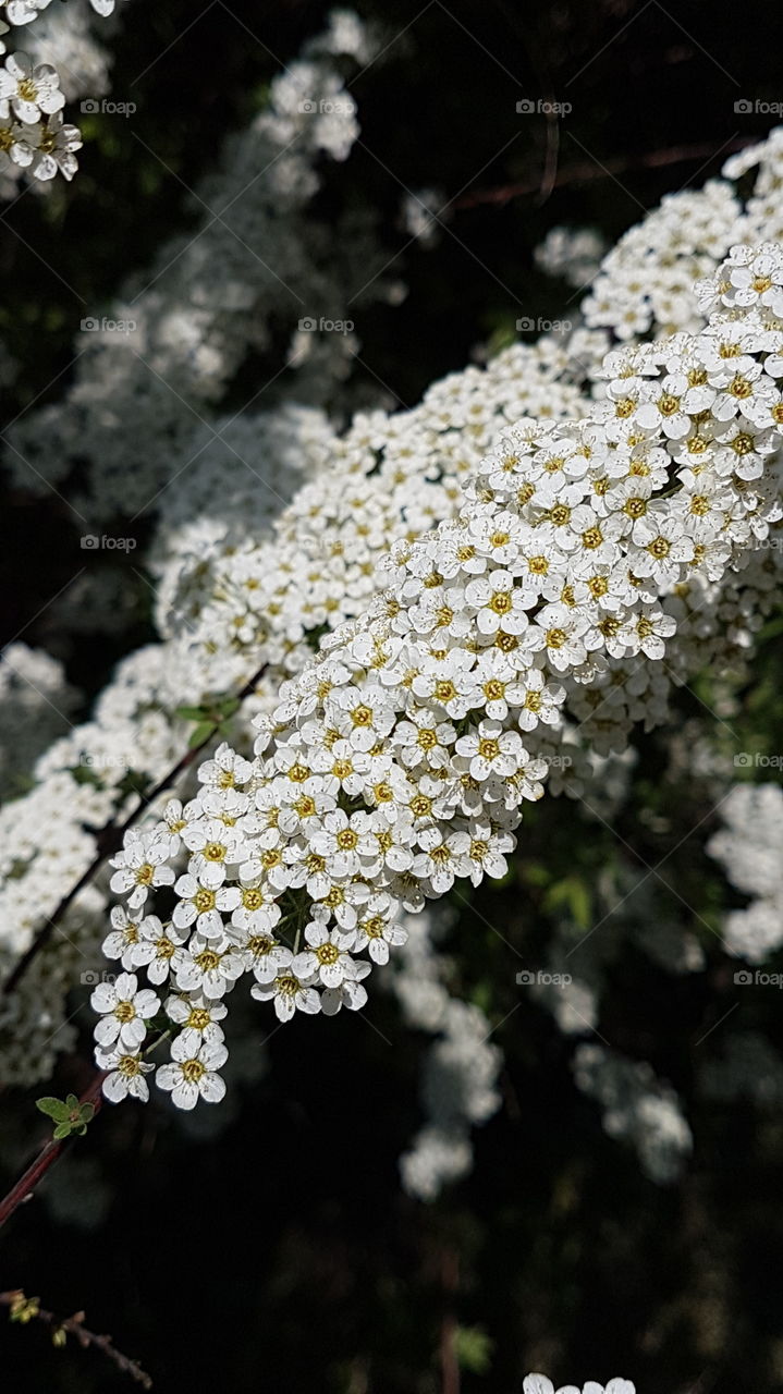 tiny white flowers branch