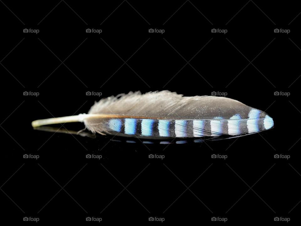 Feather of Eurasian jay