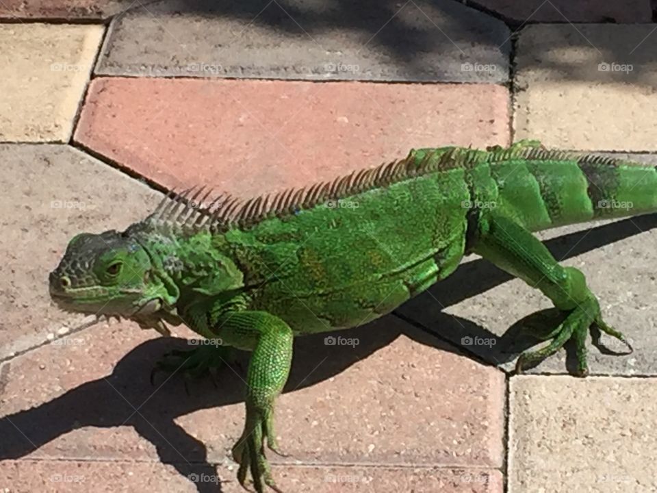 Iguana