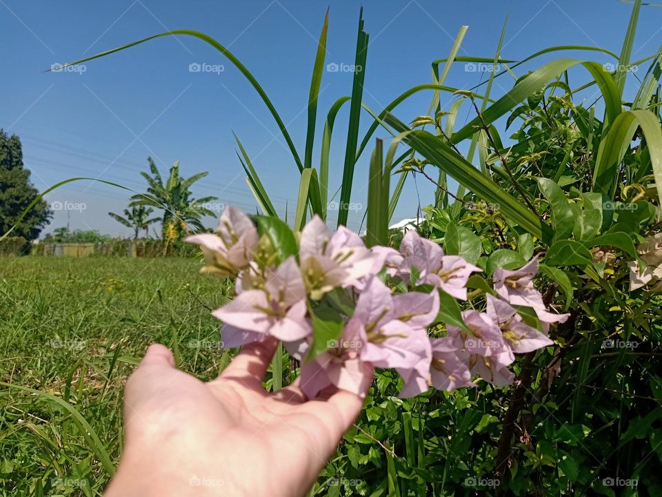 sunny day