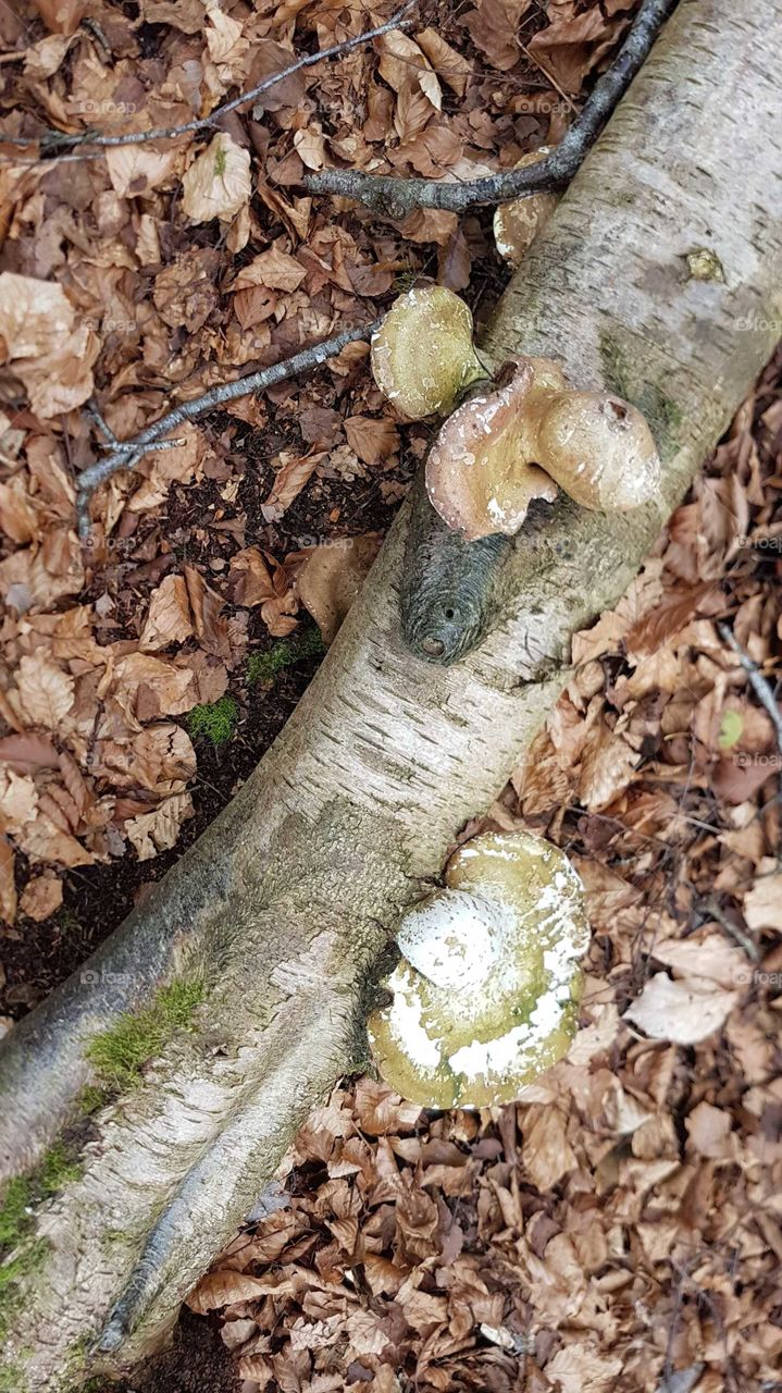 fungi