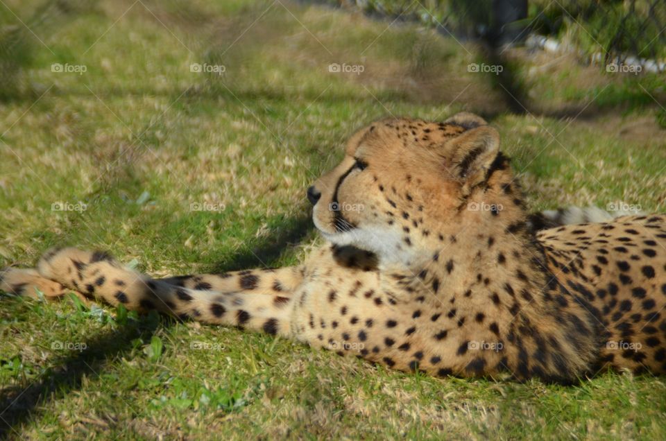 Cheetah resting in the zoo