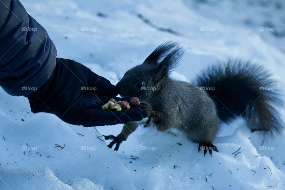 Squirrel Eat Nuts From The Hand