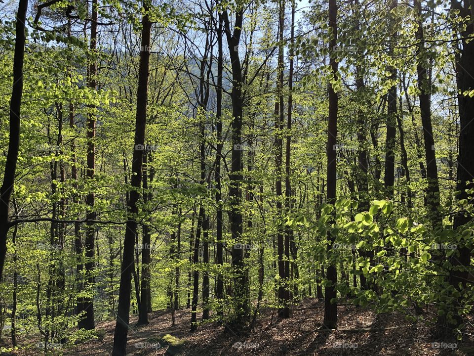 Wald in Königstein 