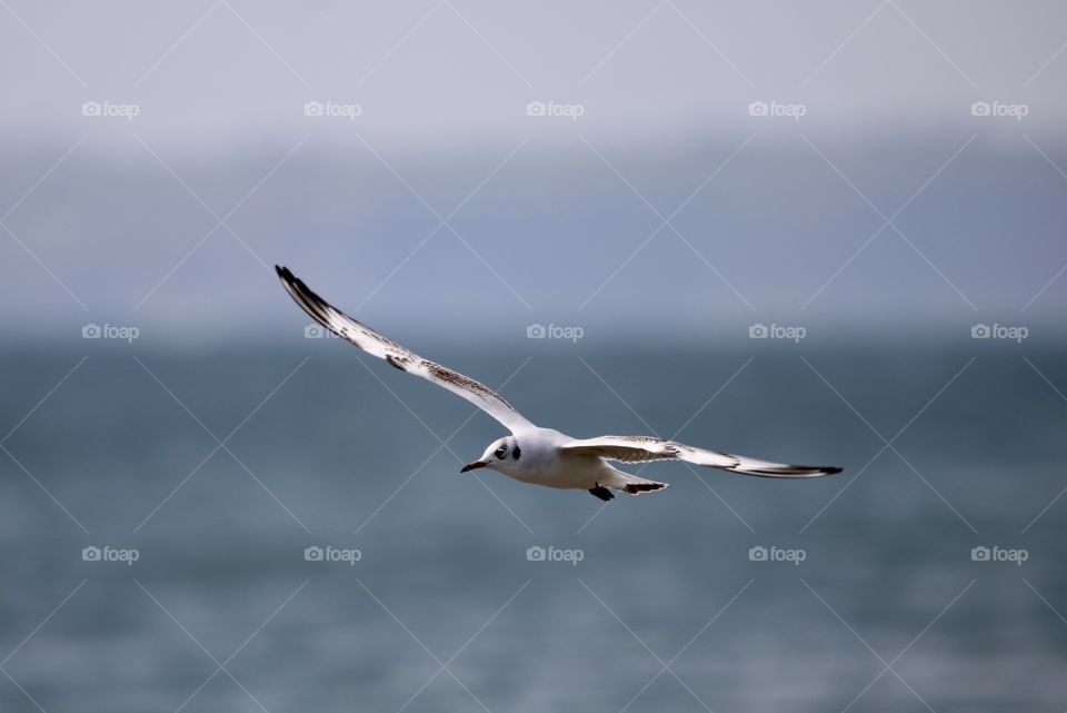 seagull in flight
