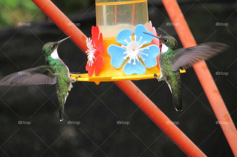 Hummingbird. Small views