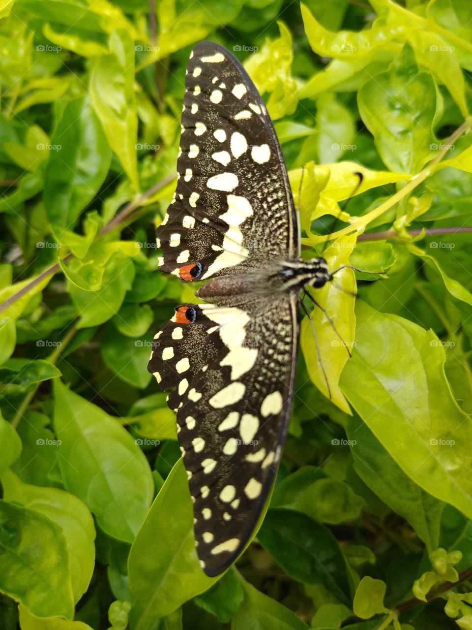 a beautiful butterfly in my garden