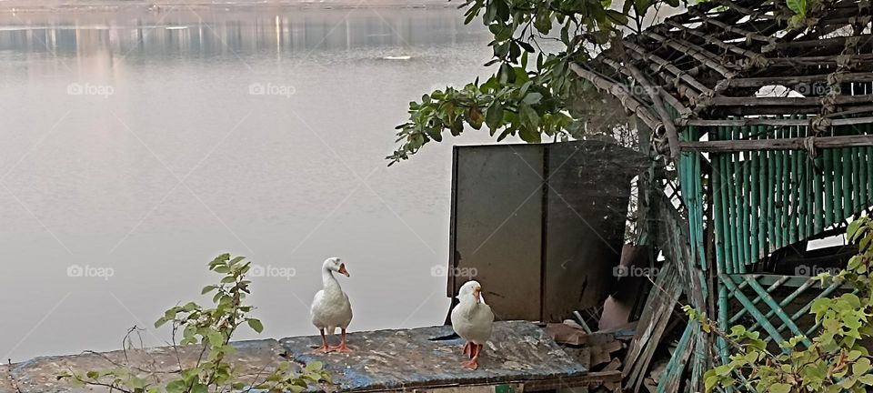 came out of there home saying good morning to each other