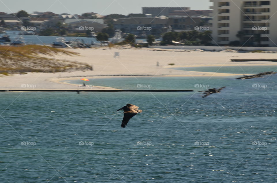 Ocean, pelican