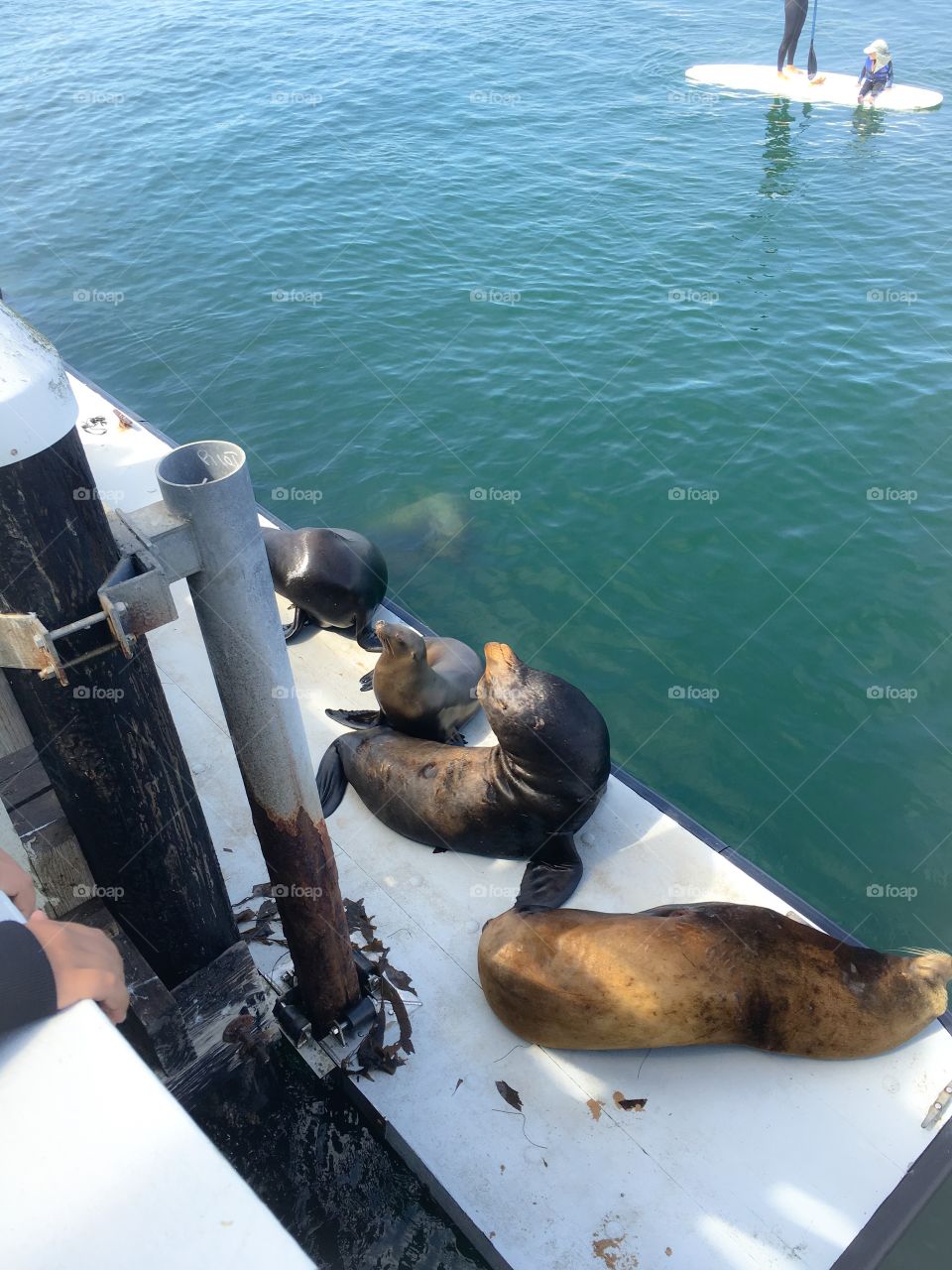 Sea lions