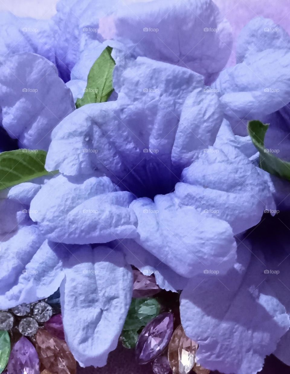 Close up photo of beautiful and very attractive lavender colour Petunia flowers. This beautiful flowers blooming in spring season surrounding with green leaves.