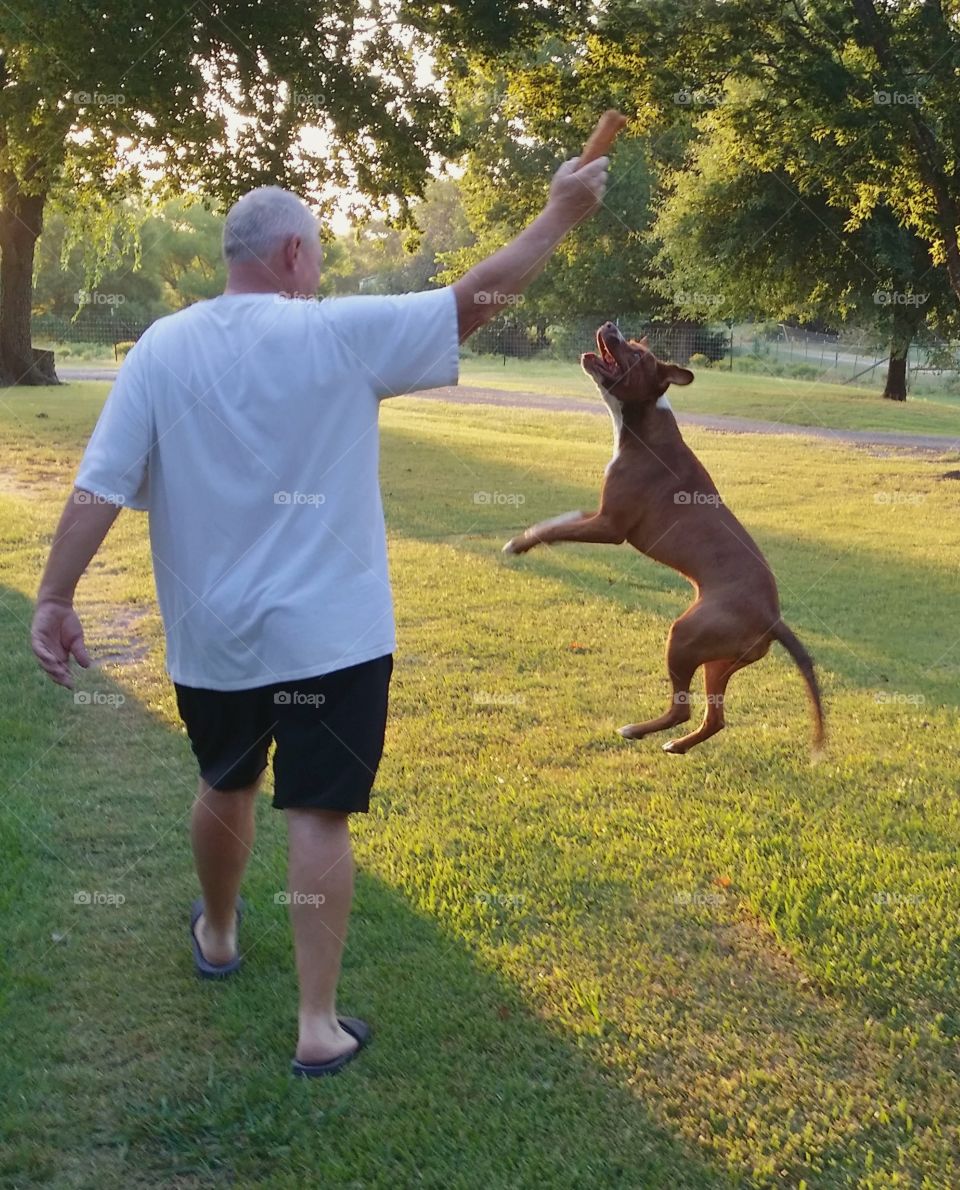 A puppy dog jumping up after a bone a man is holding in his hand while walking across a yard in summer