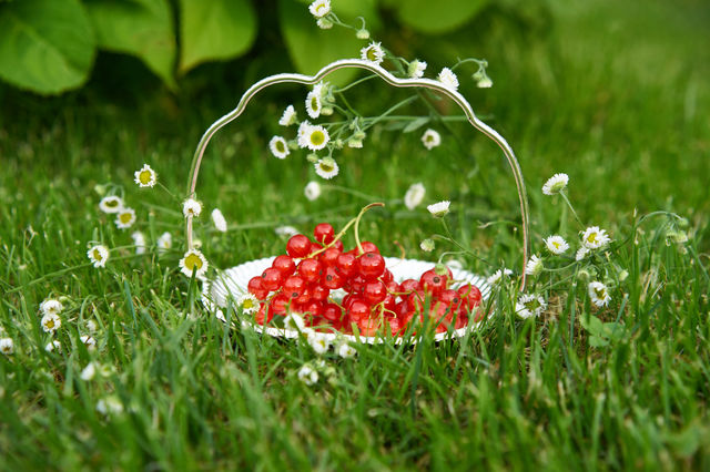 Red Currant 