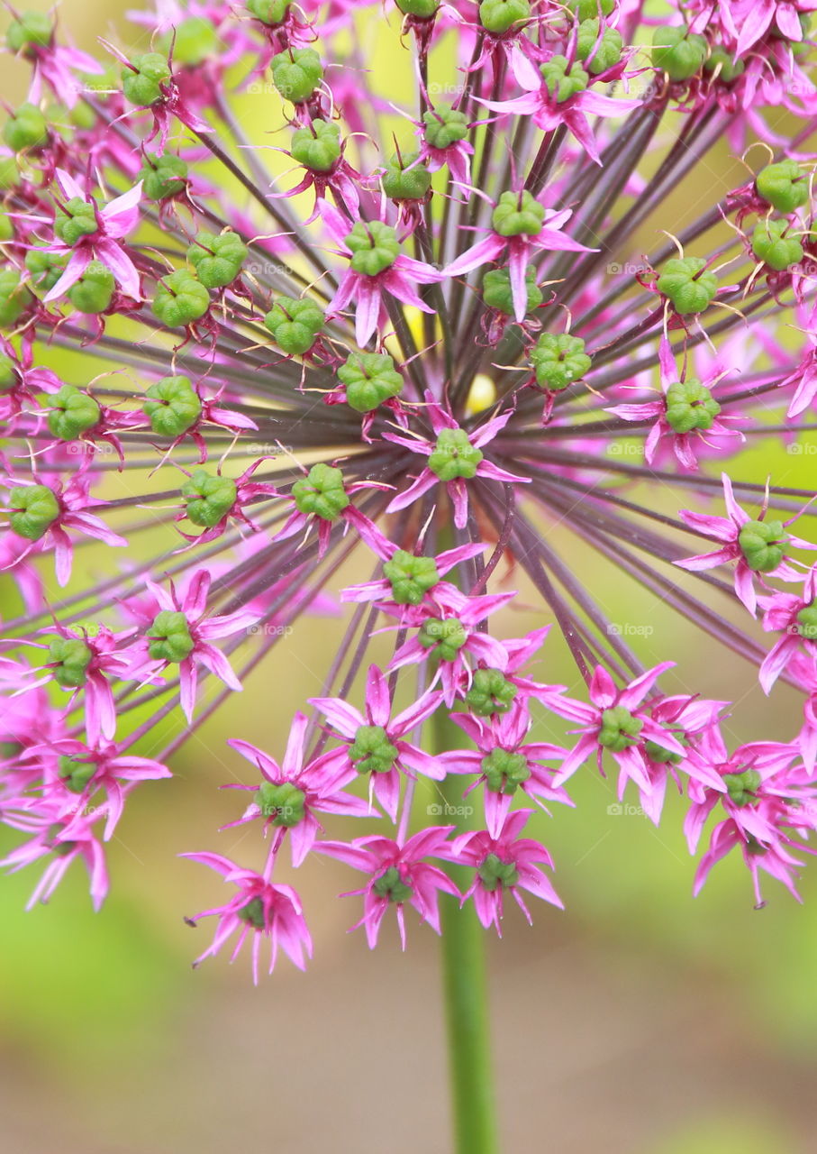 Close-up of flower plant