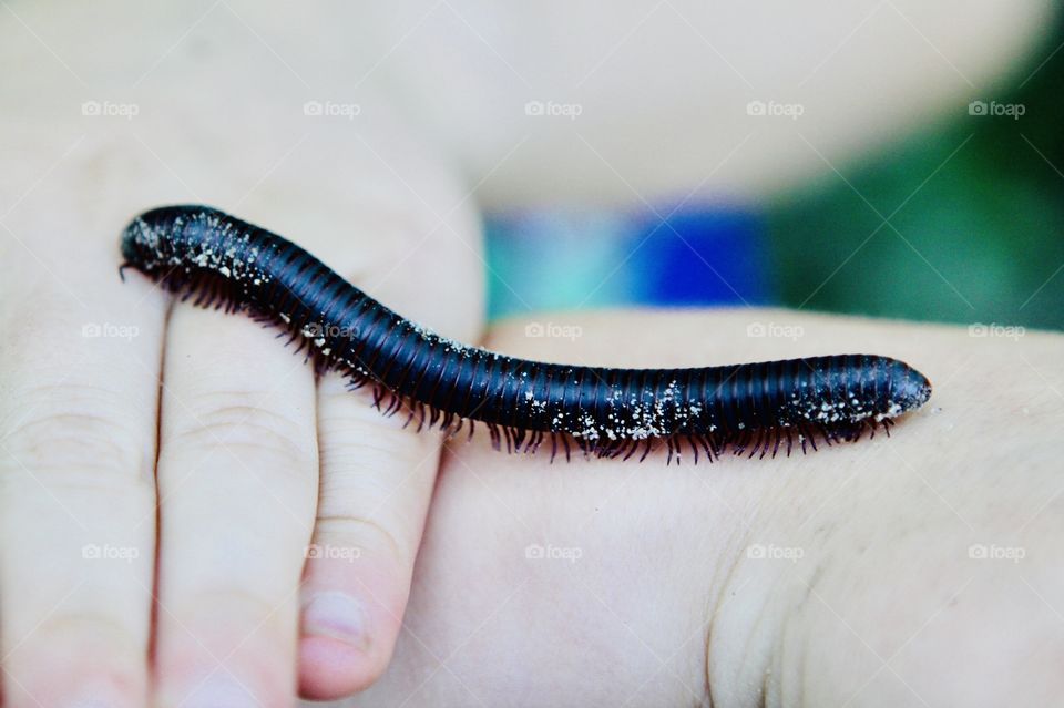 Very large millipede found at park! It is black and has so many legs!! It feels amazing crawling in your hands! 