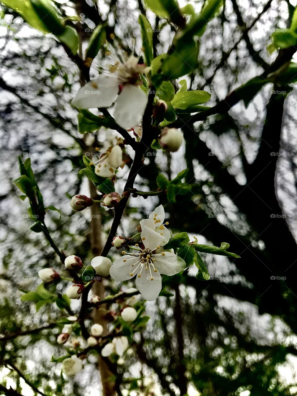 Spring