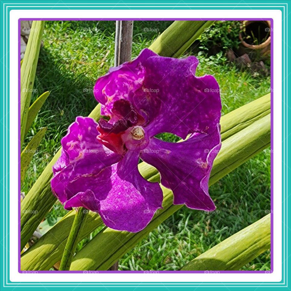 orchid in pictures