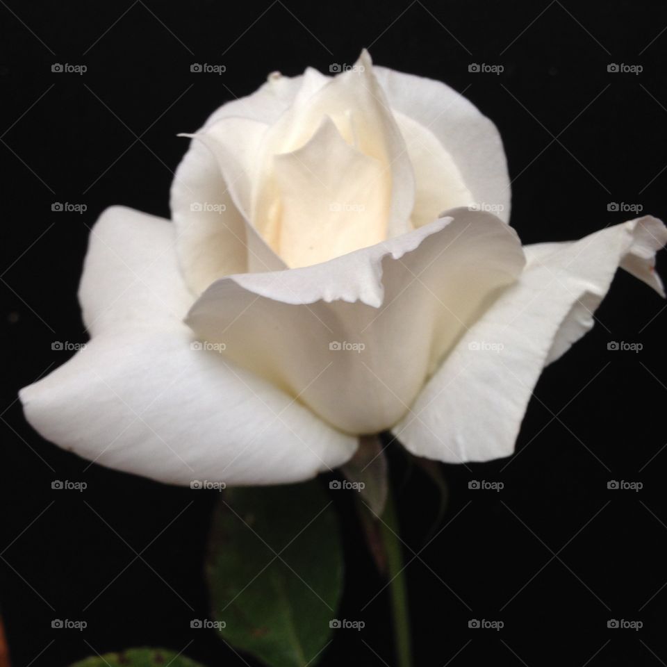 Close Up of White Rose