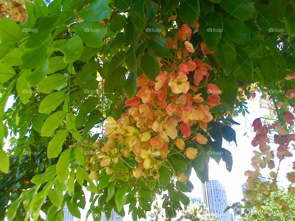 Hawaiian  blooming trees 