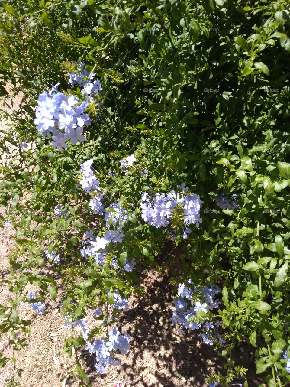 Plumbago Auriculata Lam.