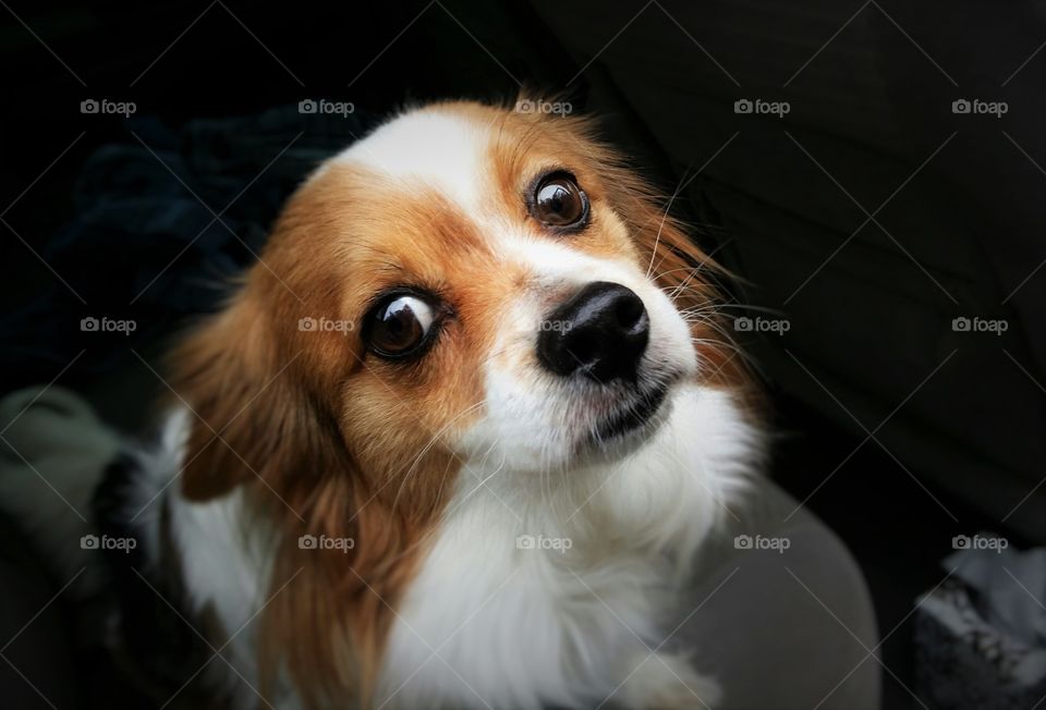 A papillon puppy dog looking up sweetly from a car seat