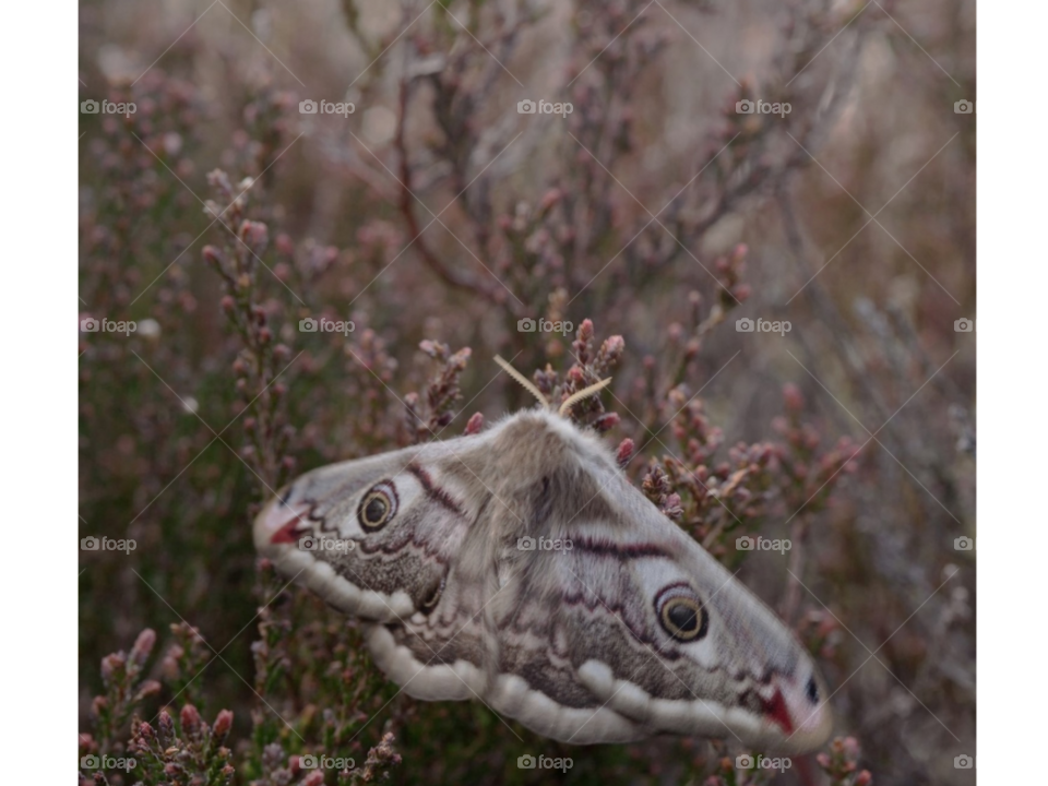 Ночная бабочка на ветке