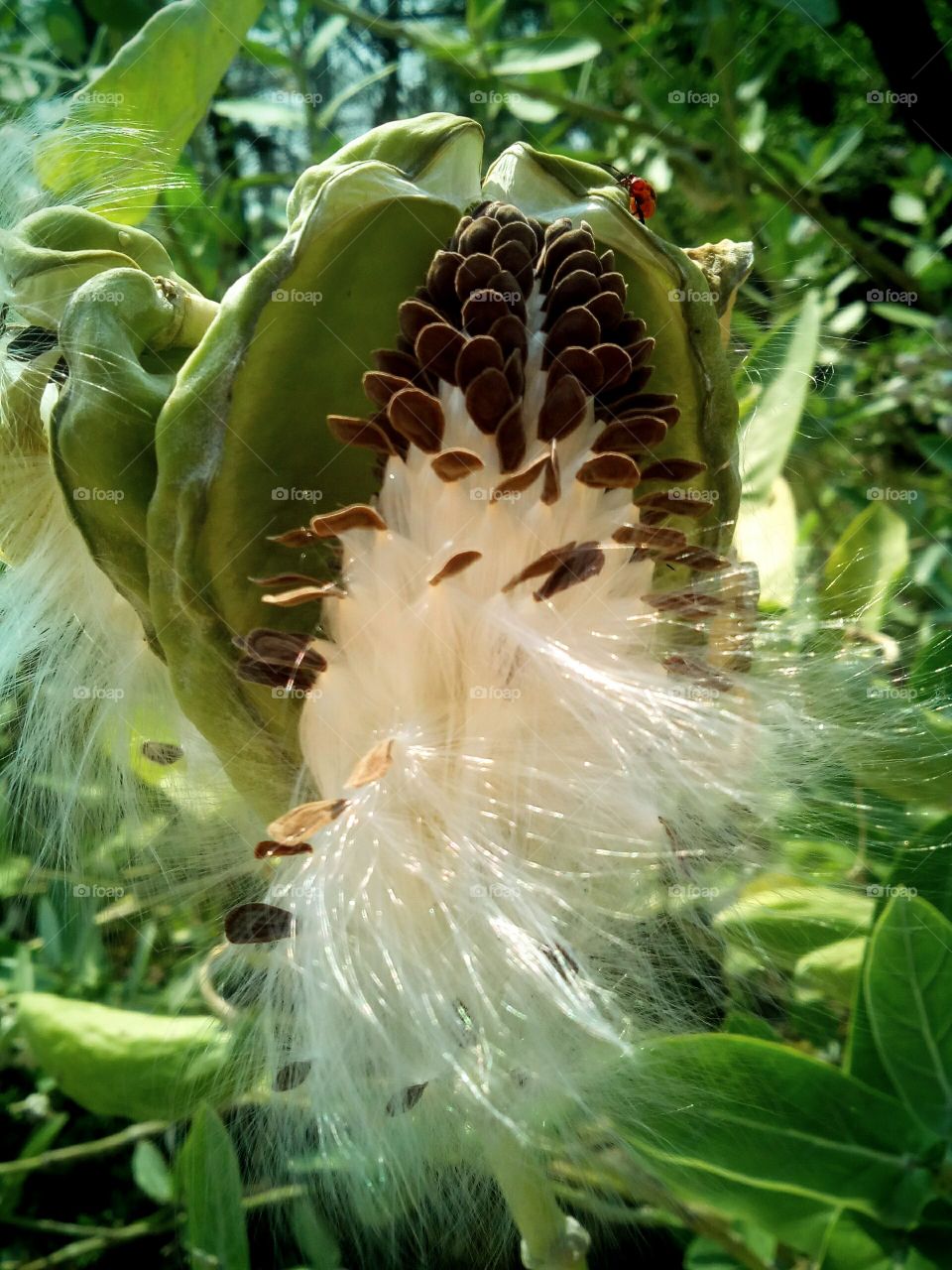 a beautiful calotropis fruit