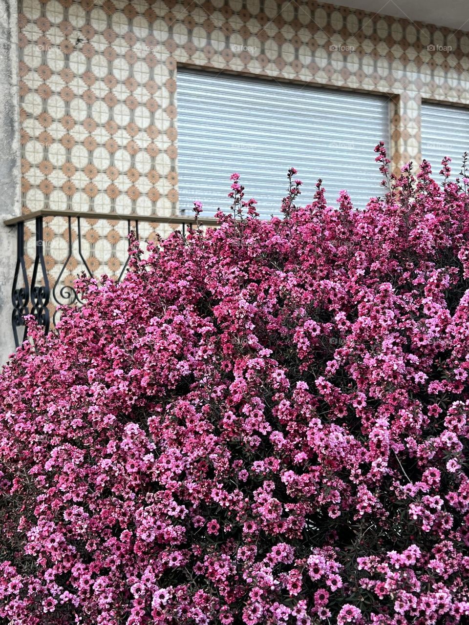 Flower blossom outsiders window