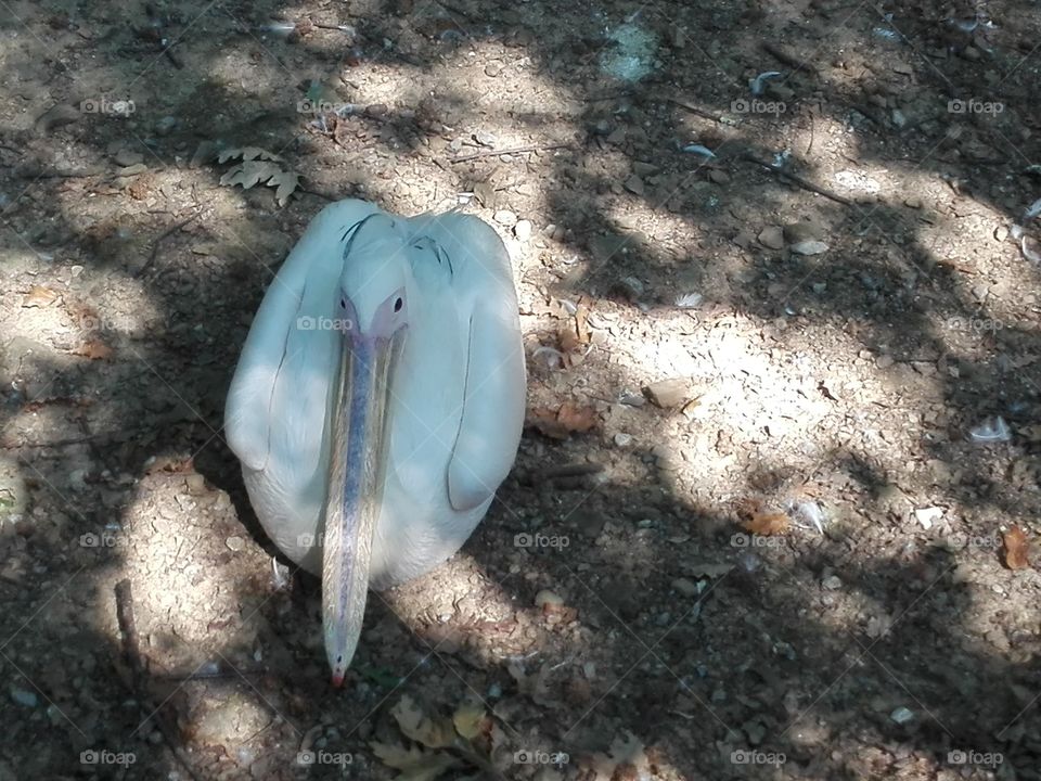 real or fake pelican?