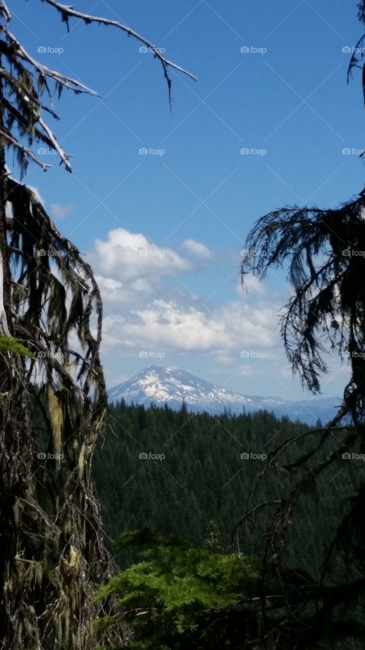snow capped mountain in distance with clouds framed by close conifer branches