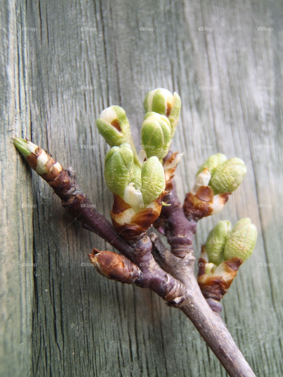 Budding plum tree
