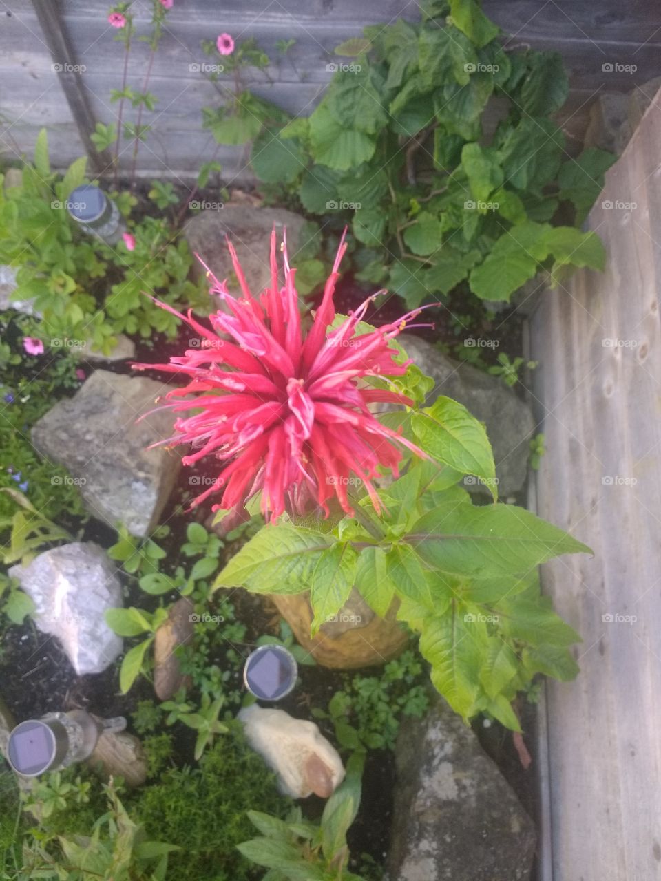 flower,pink, red, colourful, leaves, garden, petals, beautiful, bright,spikey