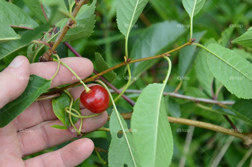 Cherry in my hands