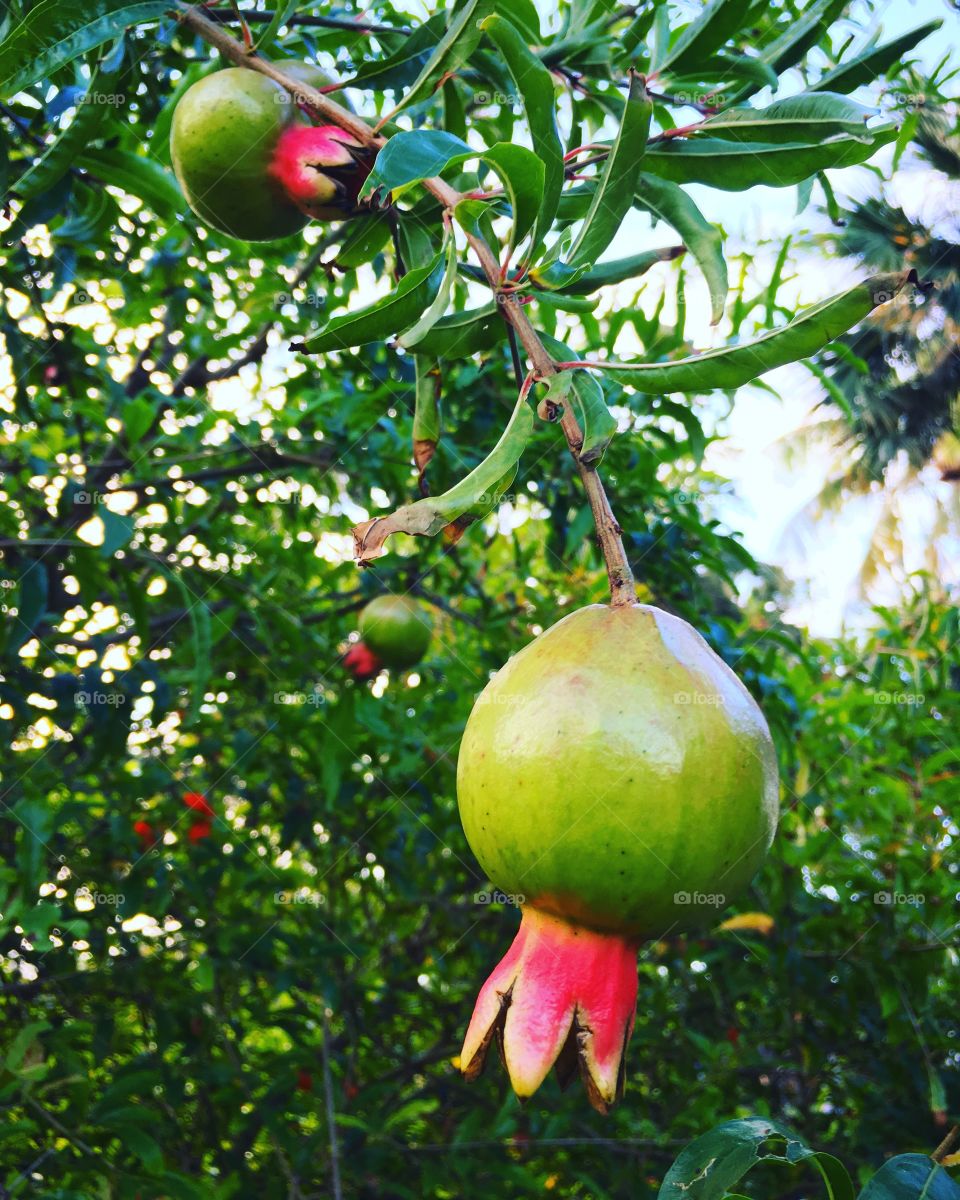 Pomegranates 