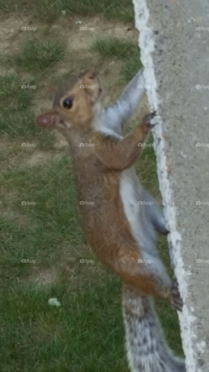 wall climbing squirrel