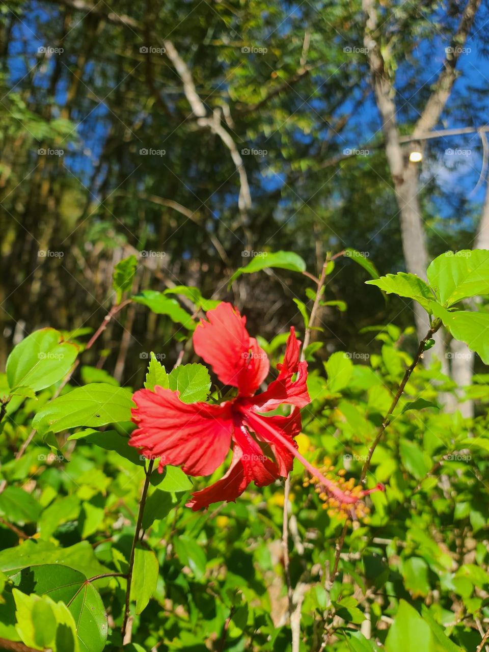 Red hibiscus flower