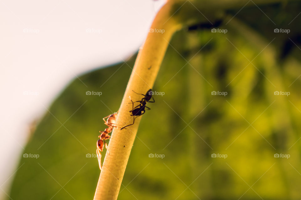 Macro photography of two ants working together going down from a leaf 