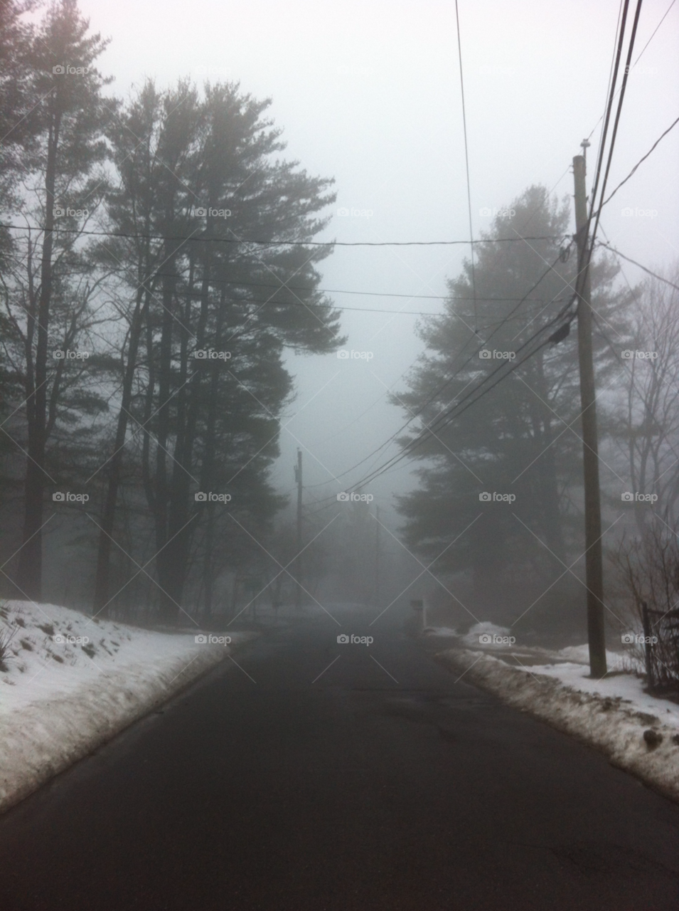 street trees road fog by RichardKleszcz