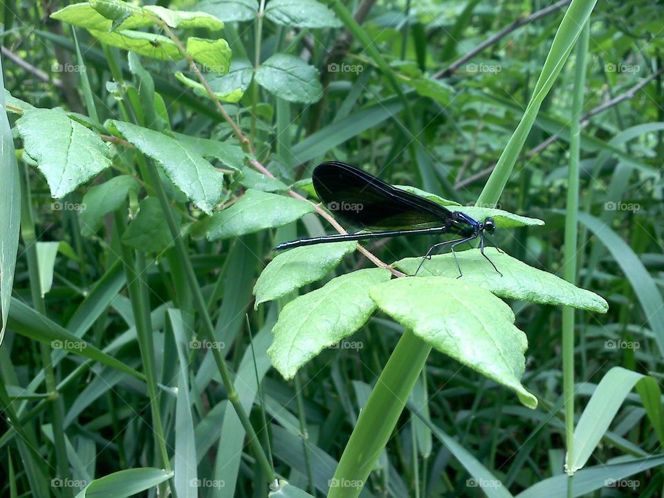 Dragon Fly. a walk in the woods 