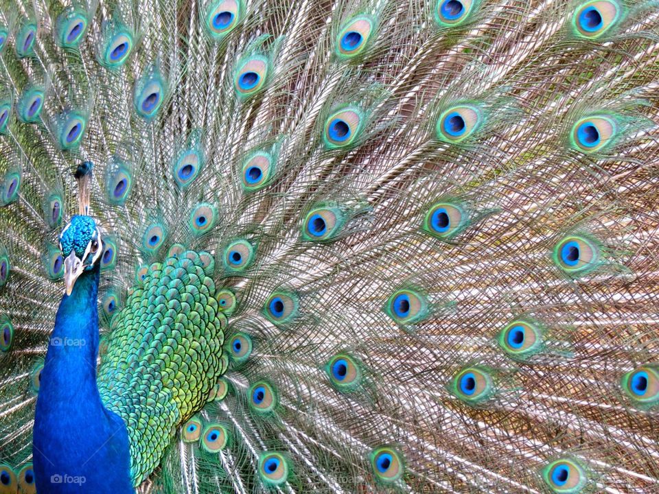 peacock