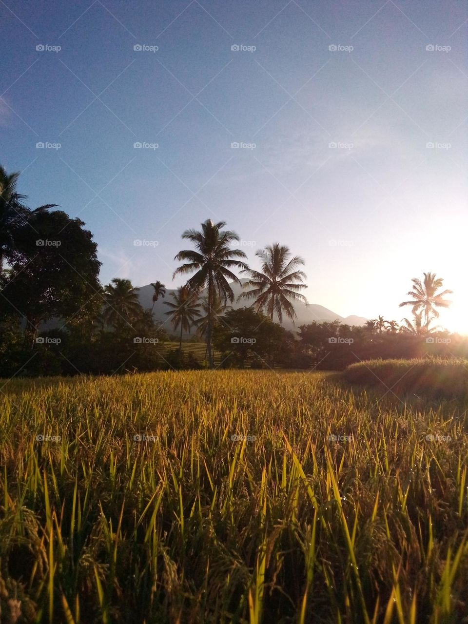 Beauty morning at rice fields