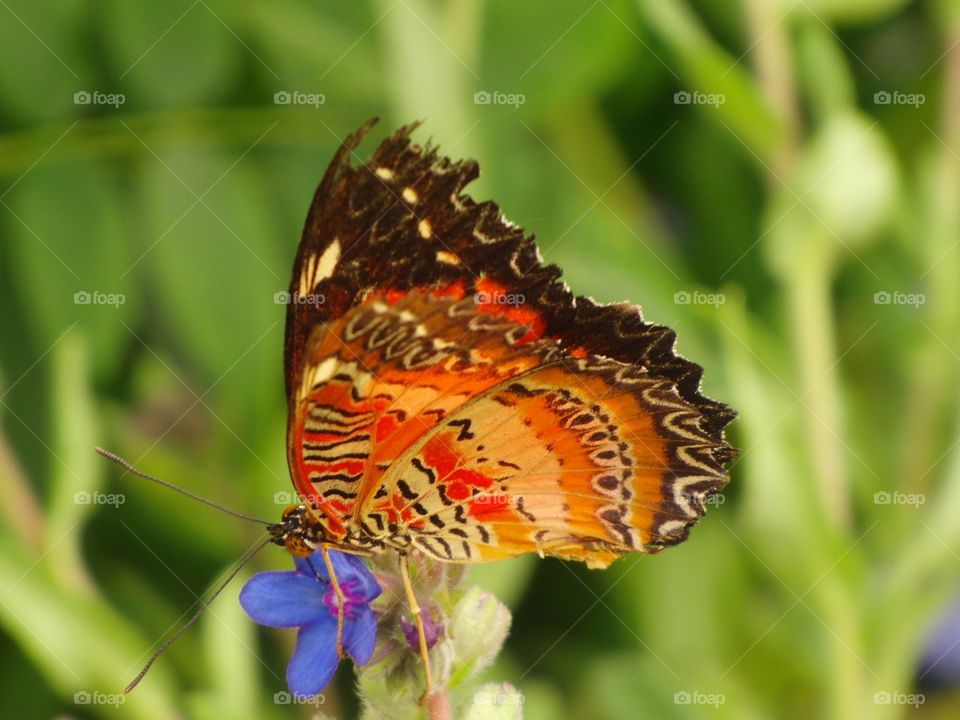 Butterfly on flower 