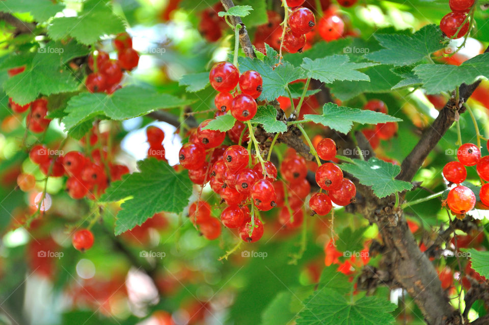 Red currant berries in summer garden 