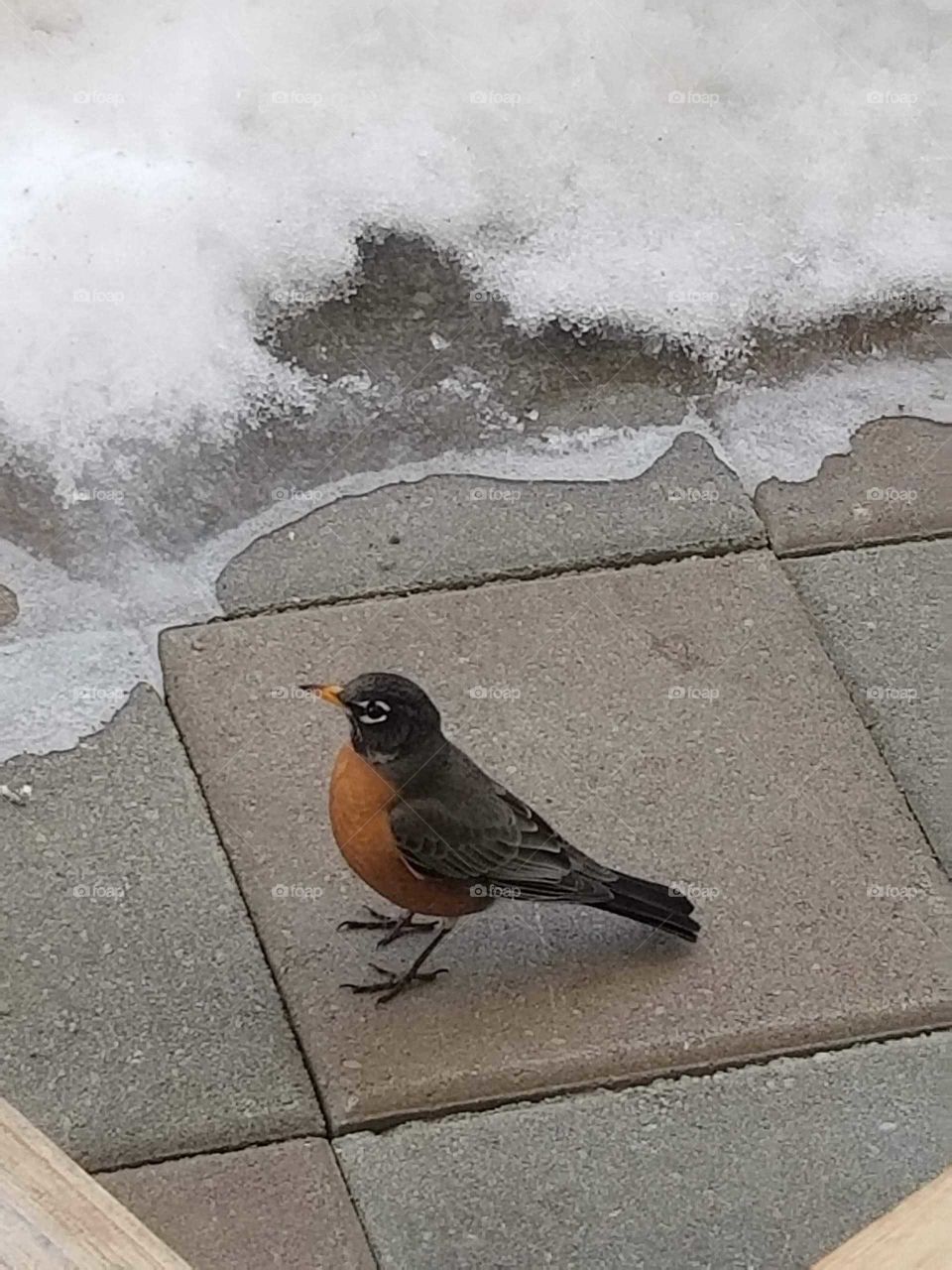we spotted our first robin! anxiously waiting for spring
